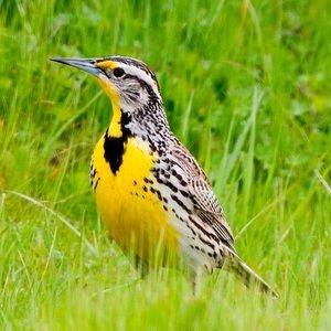 Meet your Posher, Rachael